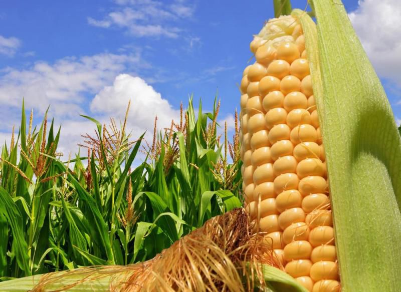 Производство кукурузы в России будет удвоено - Кукуруза станет товаром номер два на зерновом рынке