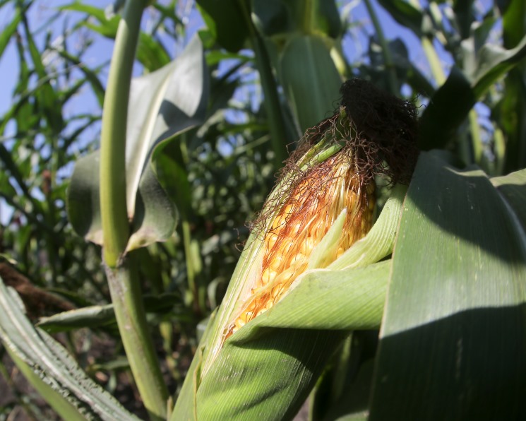 В центре страны посевы сократились на 30 процентов. В 2018 году площади под кукурузой уменьшились на 600 тысяч гектаров.